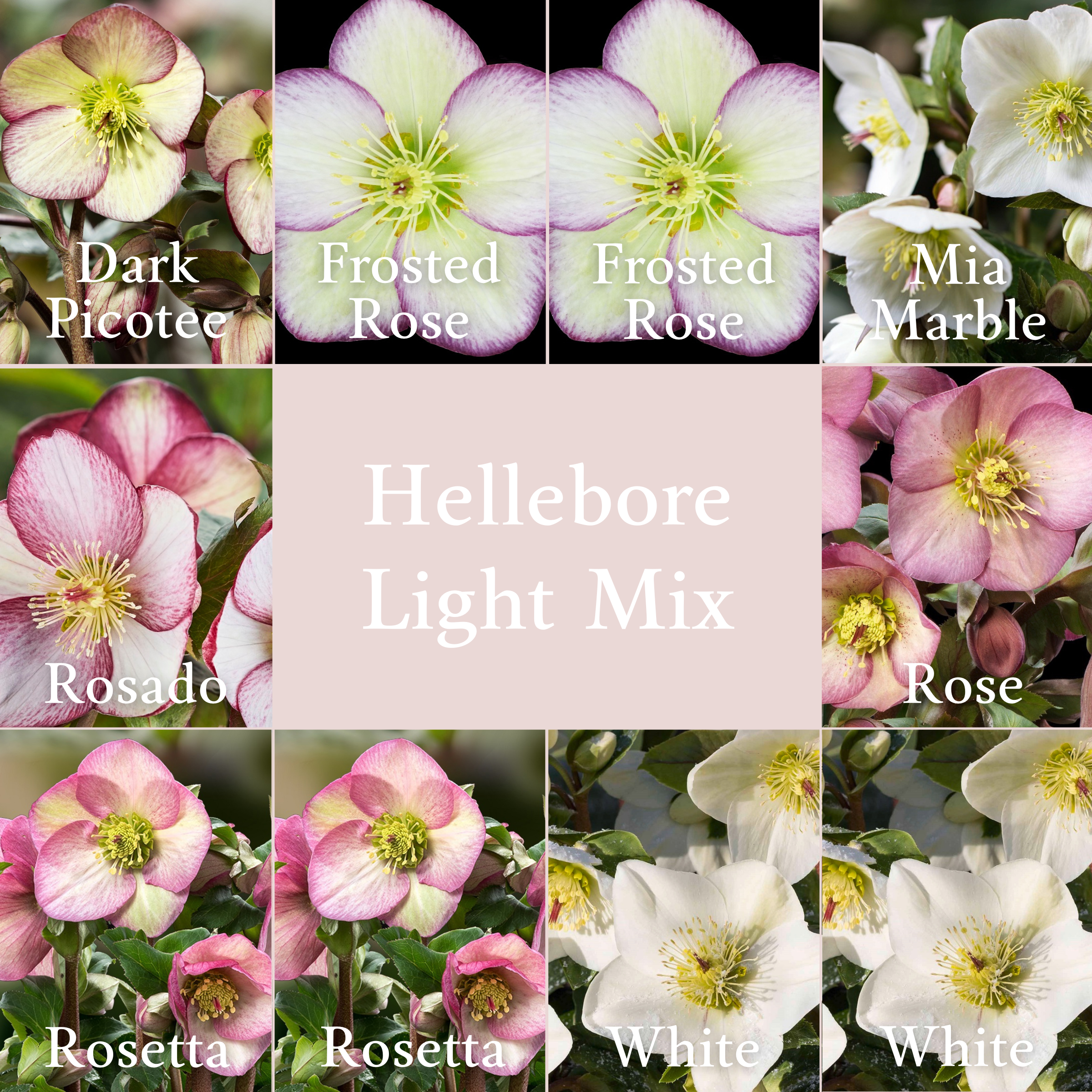 Shipped Plants || Ice N' Roses Hellebore Light Mix 2.0 - 10 Plants