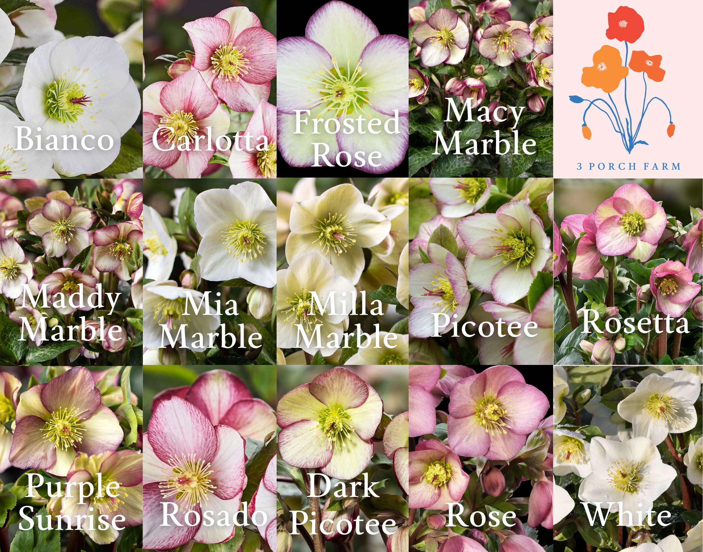 Shipped Plants || Ice N' Roses Hellebore Light Mix - 14 Plants