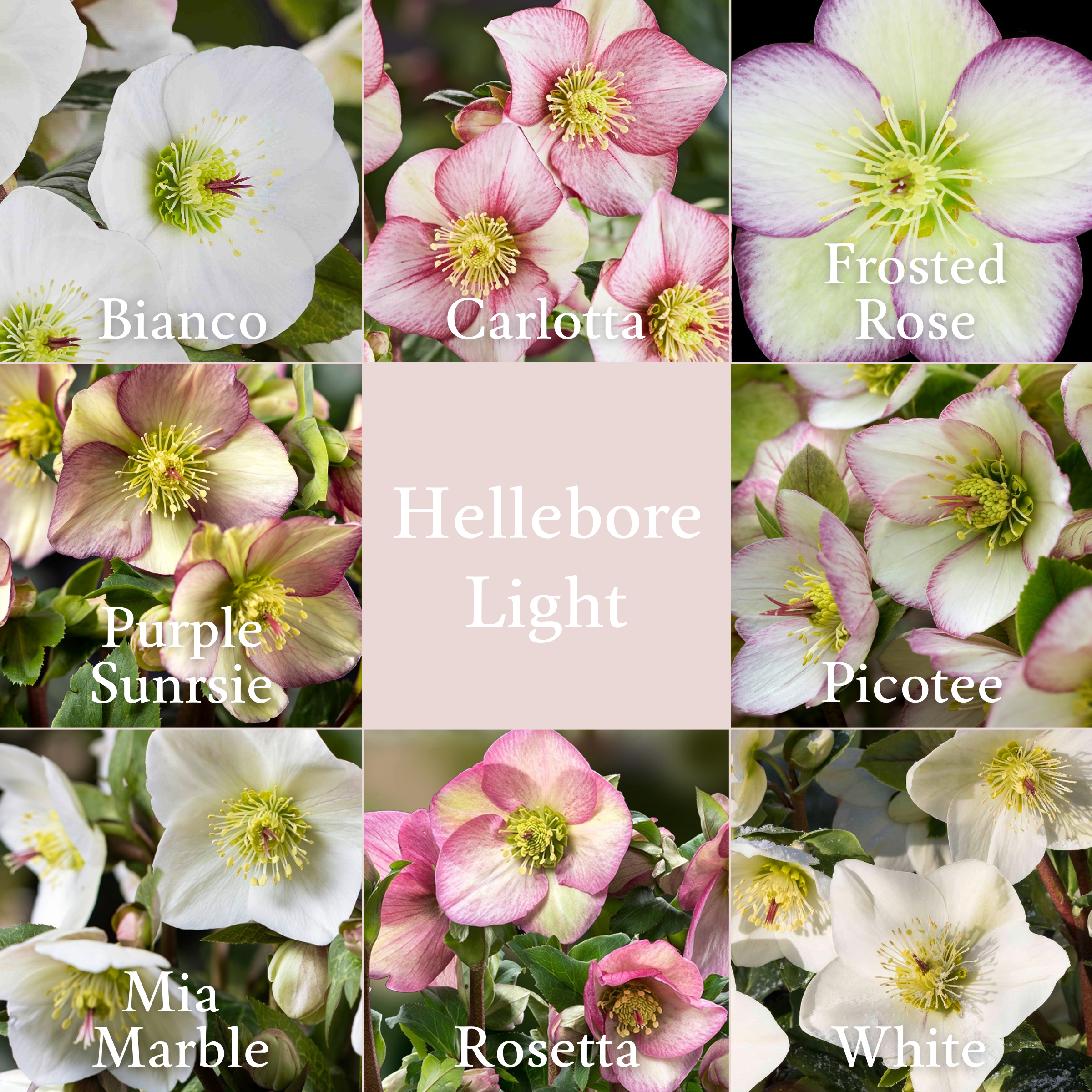 Shipped Plants || Ice N' Roses Hellebore Light Mix 4.0 - 8 Plants