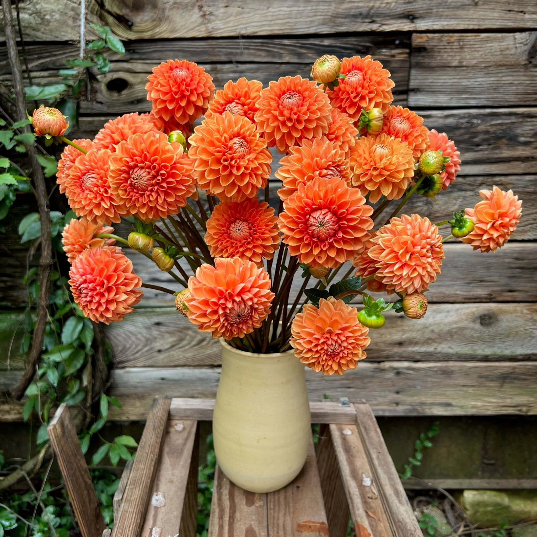 Fresh Cut Flowers Shipped || Orange Dahlia Mix