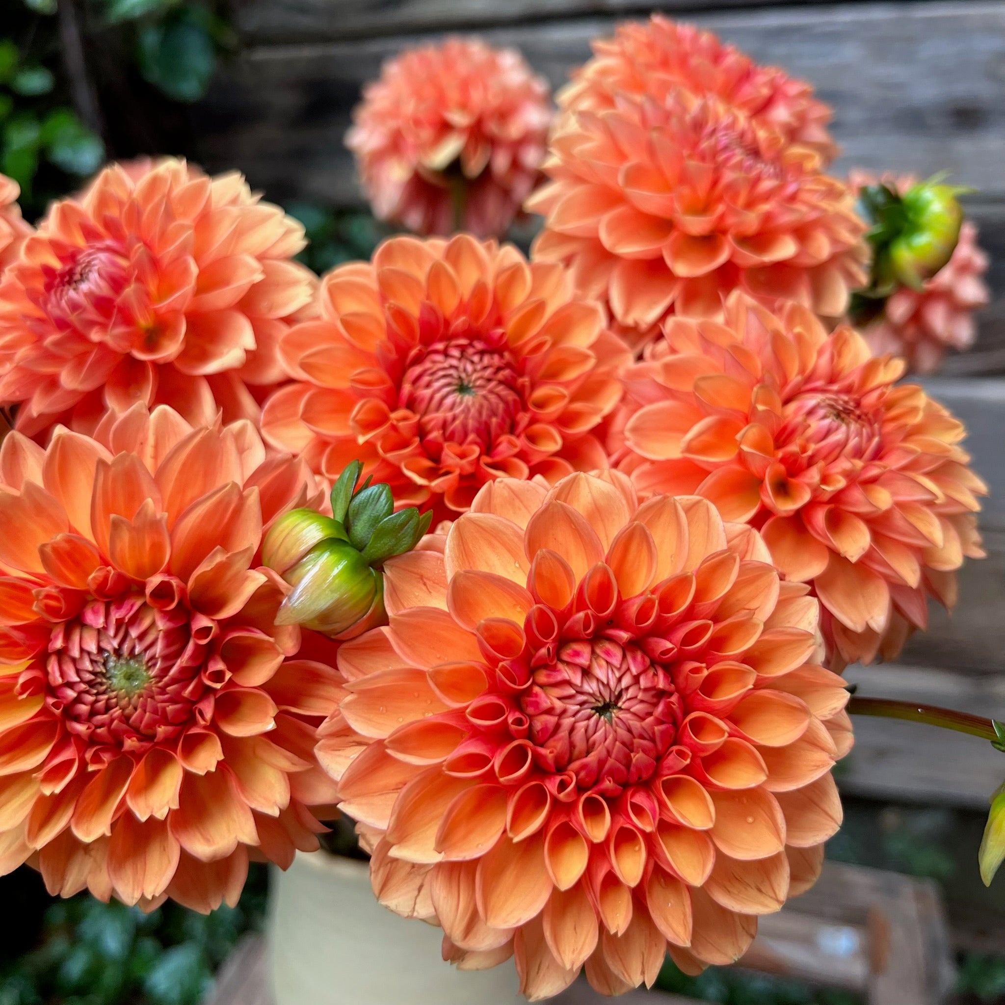Fresh Cut Flowers Shipped || Orange Dahlia Mix