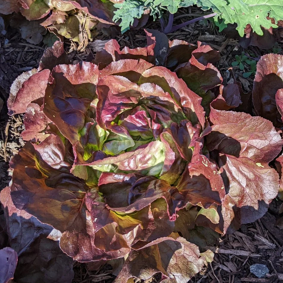 Lettuce 'Skyphos'