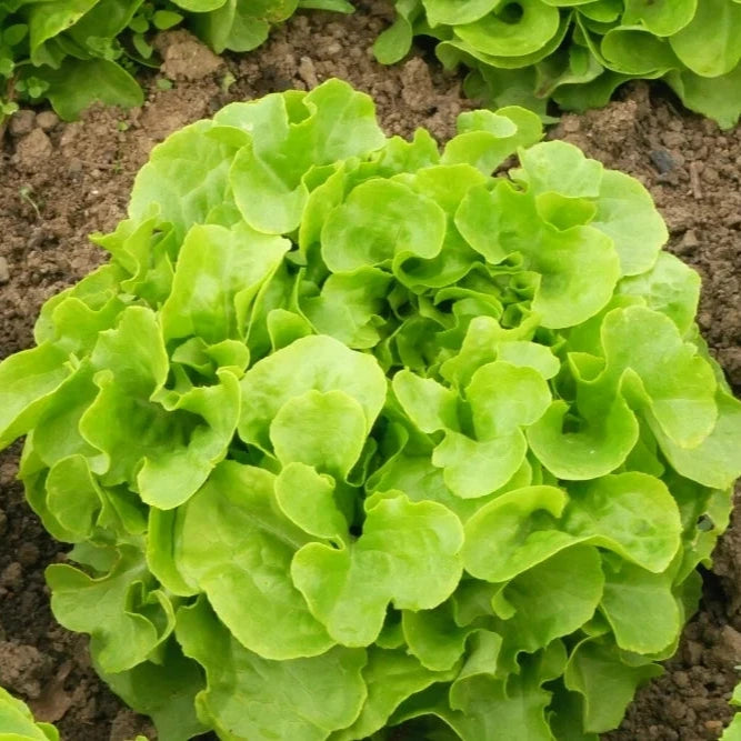 Lettuce 'Panisse'