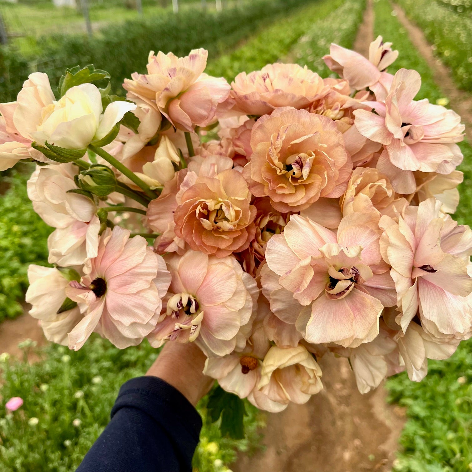 Fresh Cut Flowers Shipped || Pearly Rose Butterfly Ranunculus