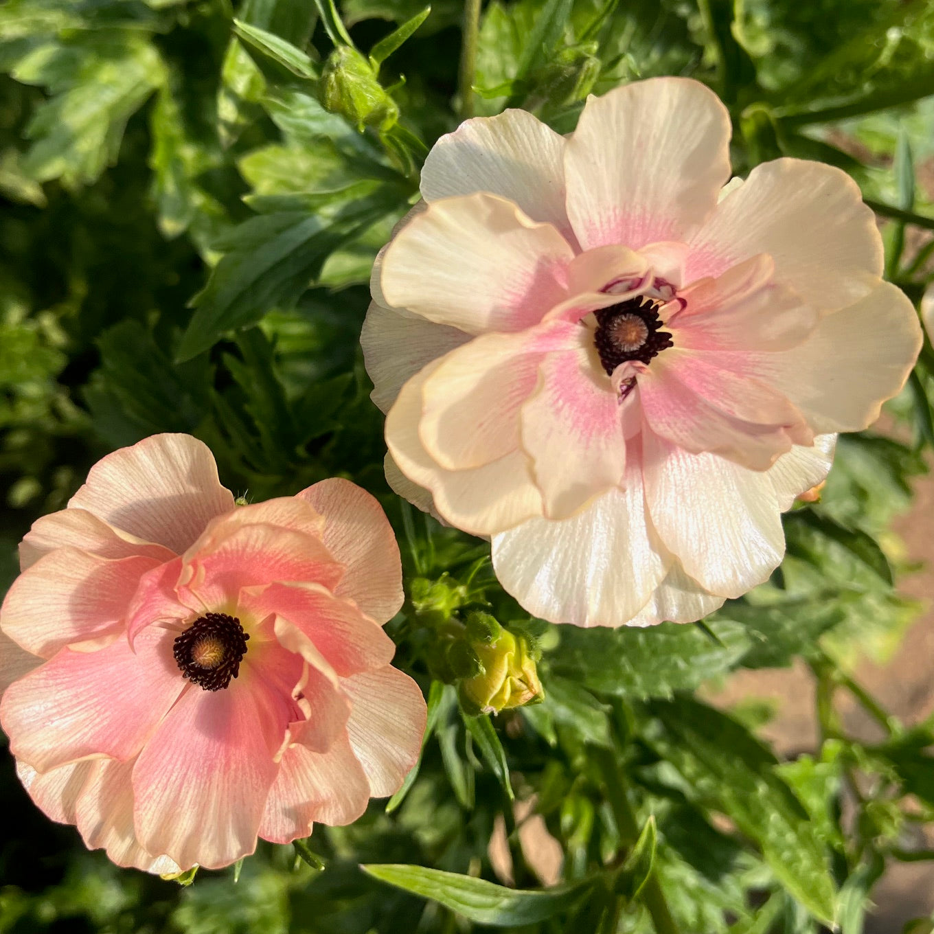 Fresh Cut Flowers Shipped || Pearly Rose Butterfly Ranunculus