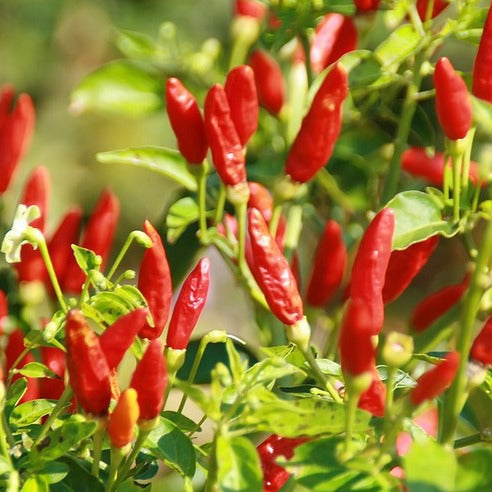 Hot Pepper || Tabasco