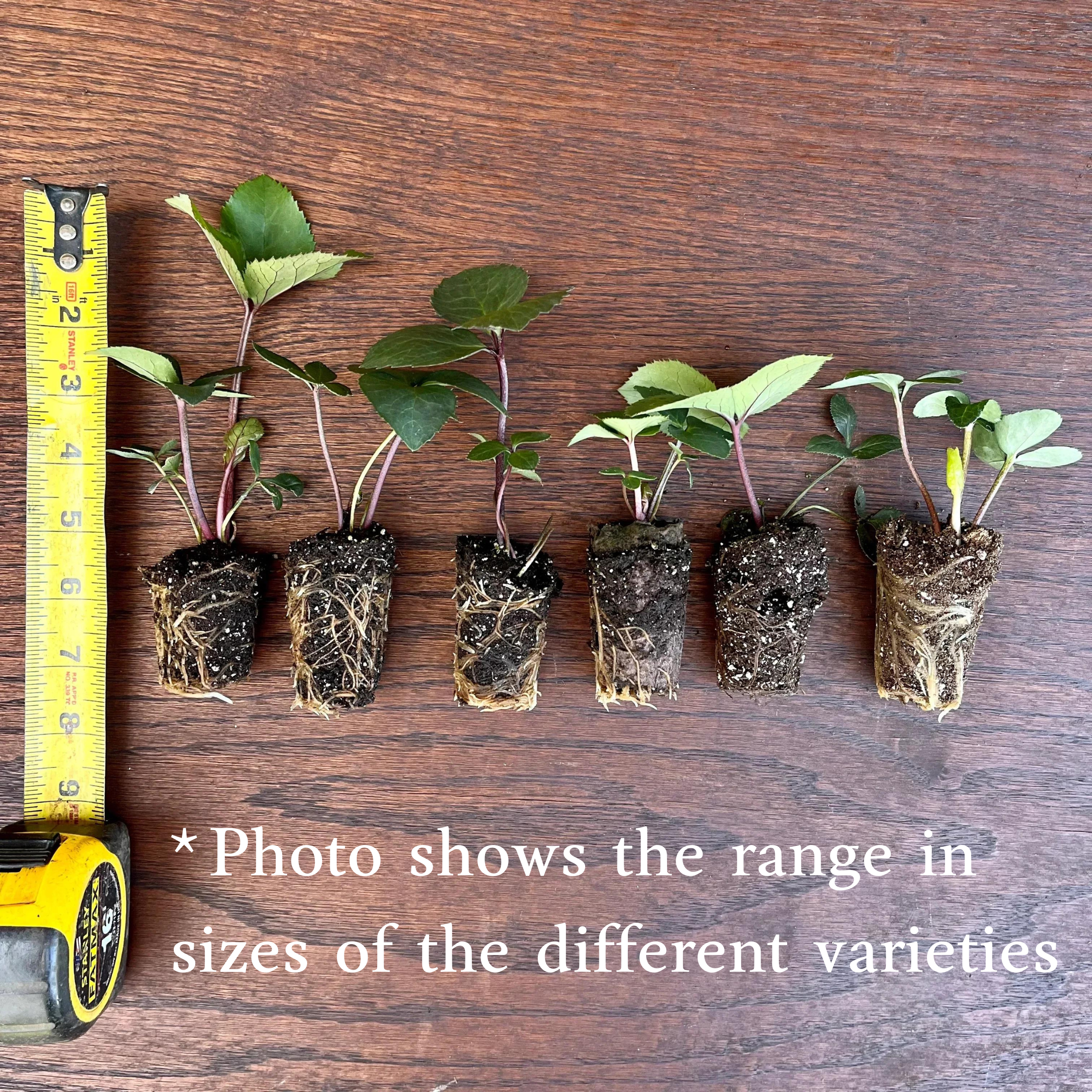 Shipped Plants || Ice N' Roses Hellebore 'Nightingale' - 3 plants