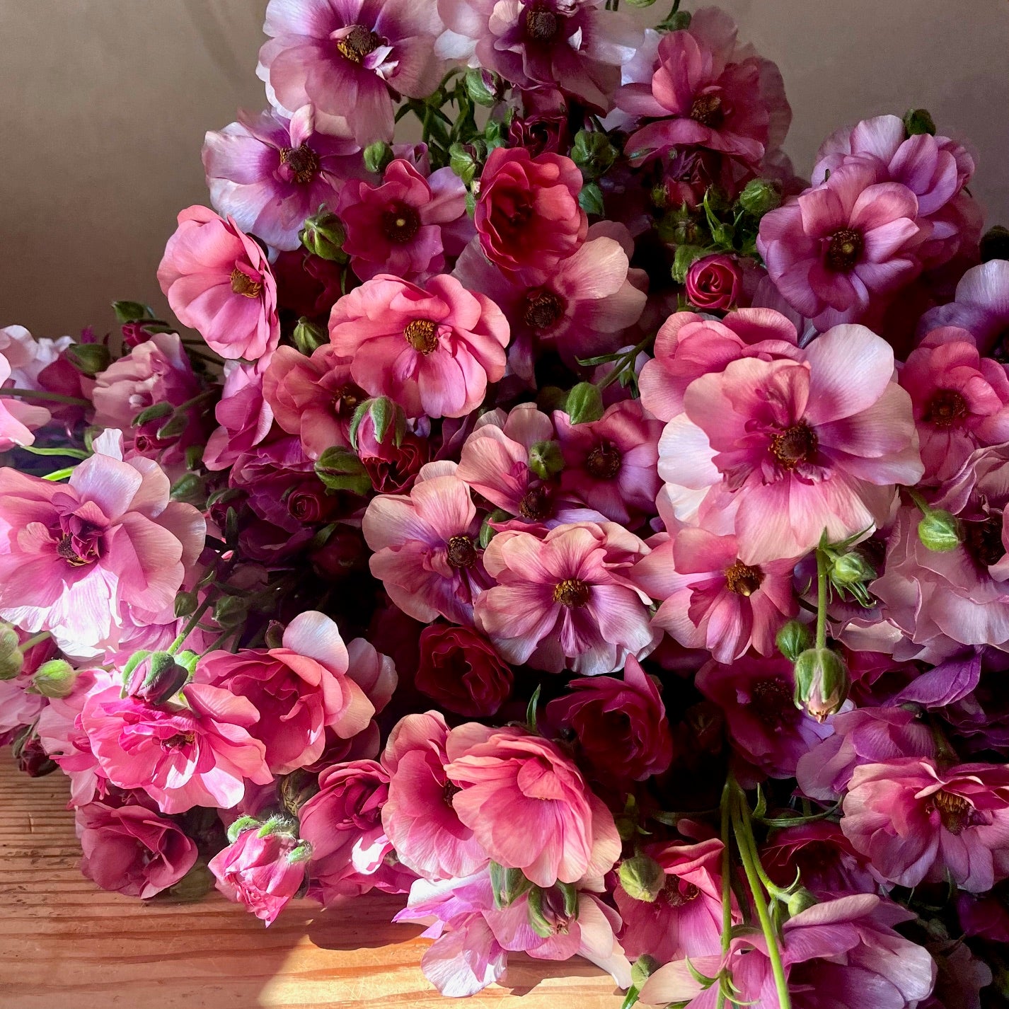 Fresh Cut Flowers shipped || Plum Butterfly Ranunculus