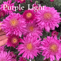 Heirloom Mum cuttings || Ships Week of June 3rd