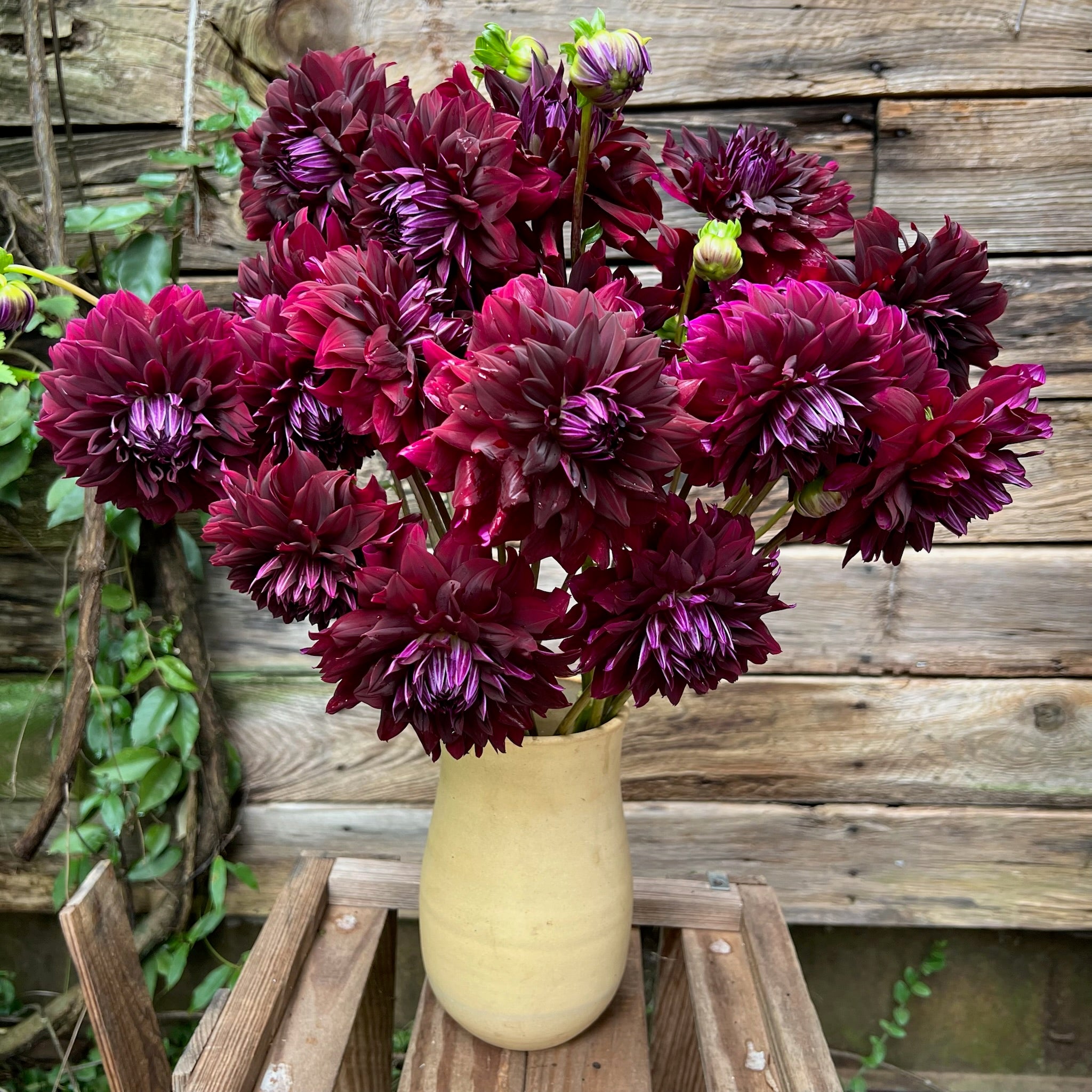 Fresh Cut Flowers Shipped || Rip City Dahlias