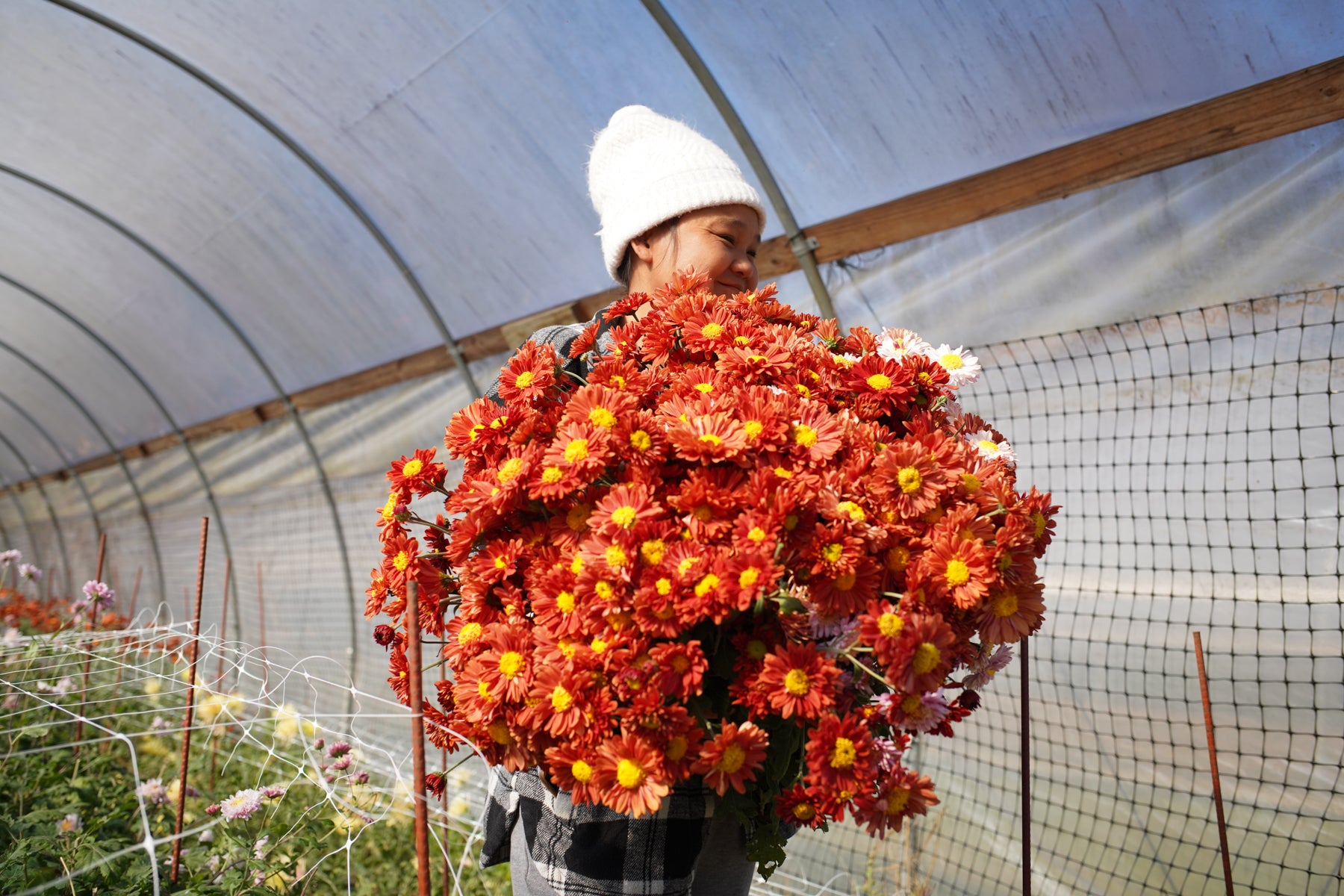 The harvest of Mancetta Sunset heirloom chrysanthemums. Blooms in the fall. Long lasting cut flowers.