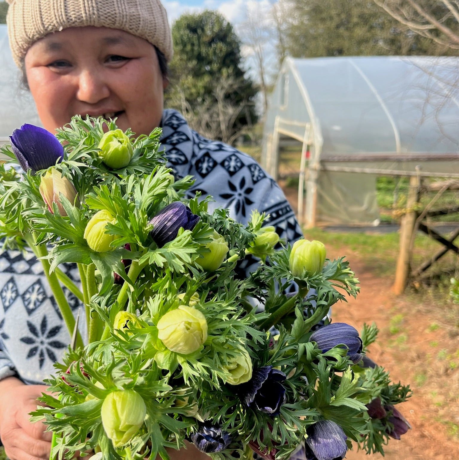 Fresh Cut Flowers Shipped || Farmer’s Mix Anemones