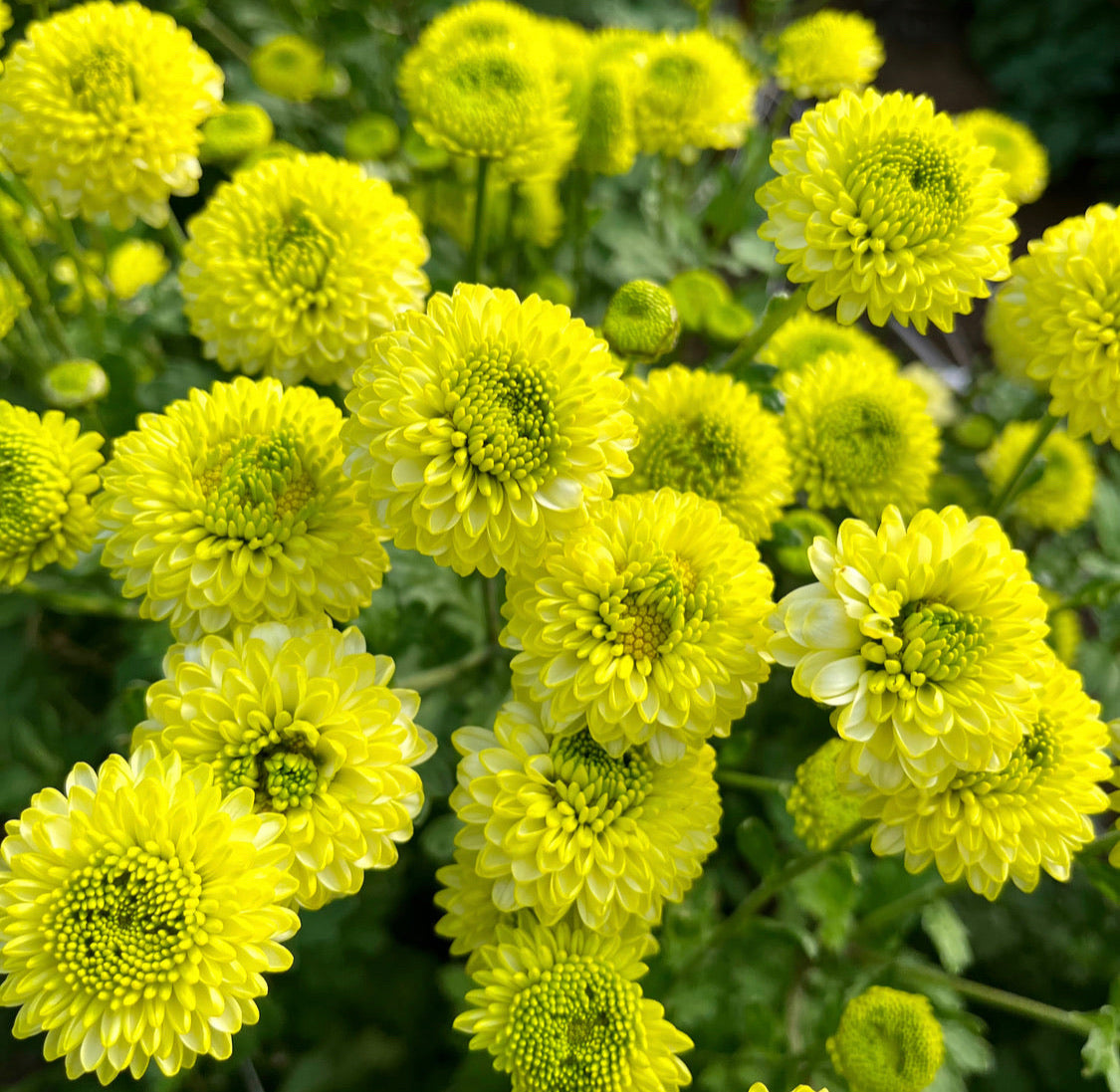 Unrooted Chrysanthemum Cuttings || Ready to Ship!