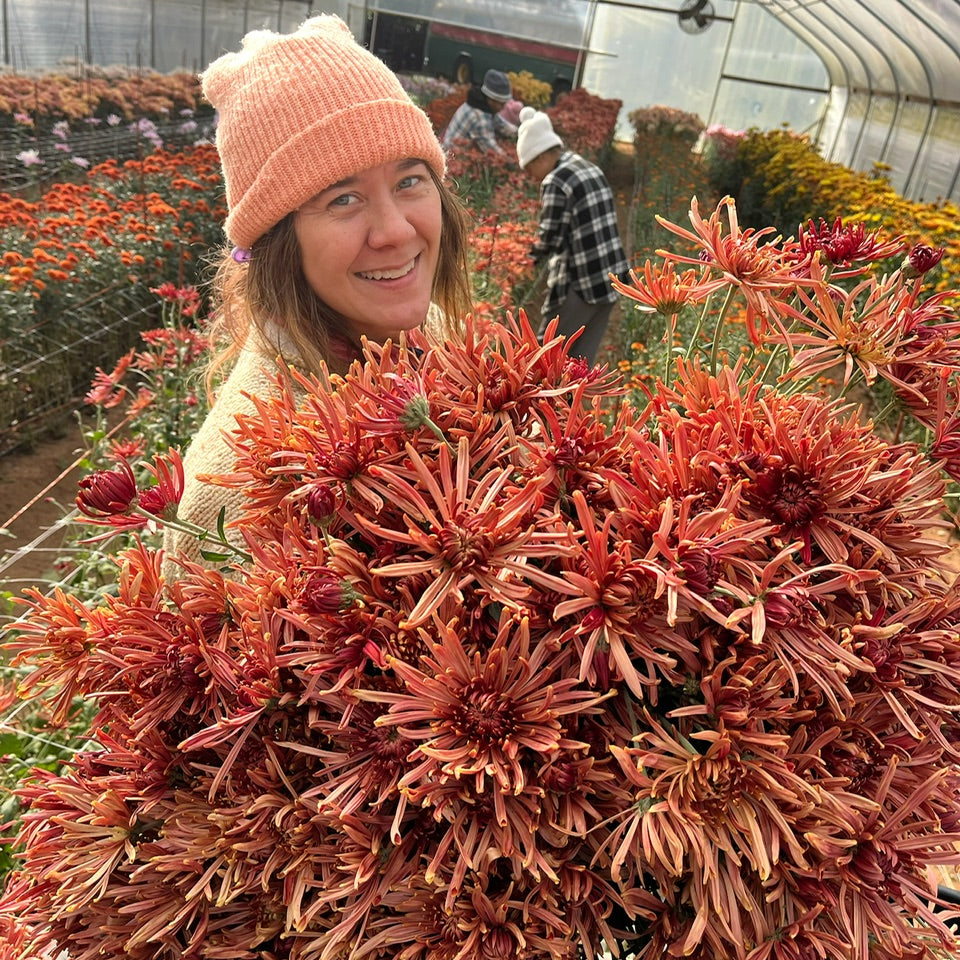 Person holding a large bundle of Seaton's Coffee heirloom mums in a greenhouse. Long lasting cut flowers.