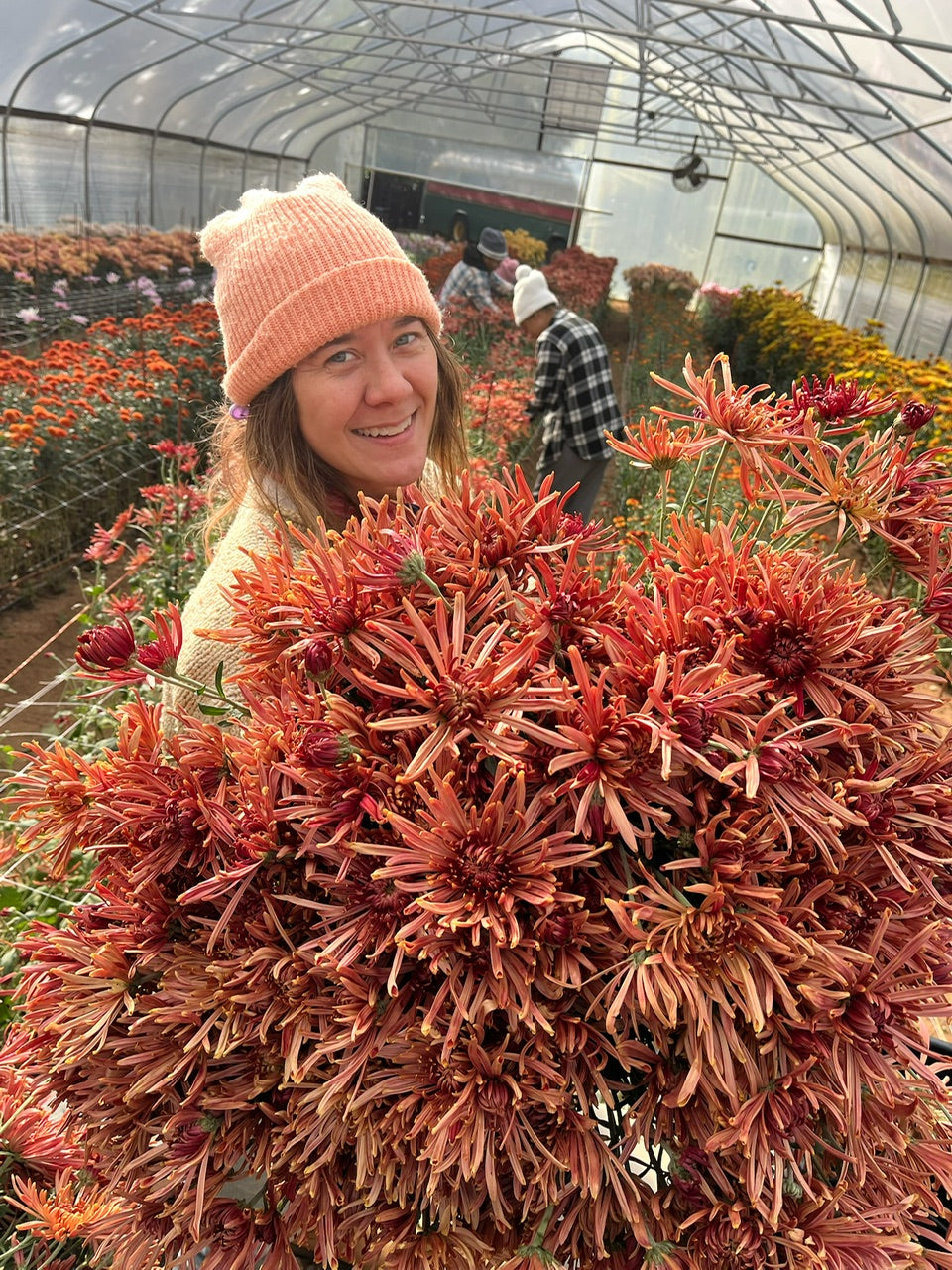 Person holding a large bundle of Seaton's Coffee heirloom mums in a greenhouse. Long lasting cut flowers.