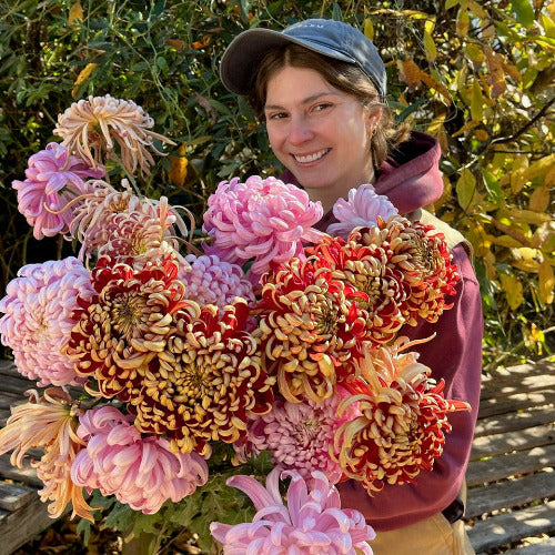 Person holding a large bouquet of heirloom chrsanthemums that have been disbudded.