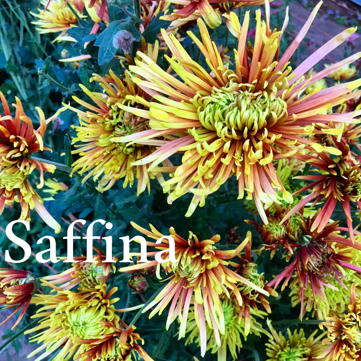 Heirloom Chrysanthemum cuttings || Ships Week of April 9th