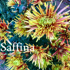 Heirloom Mum cuttings || Ships Week of May 20th