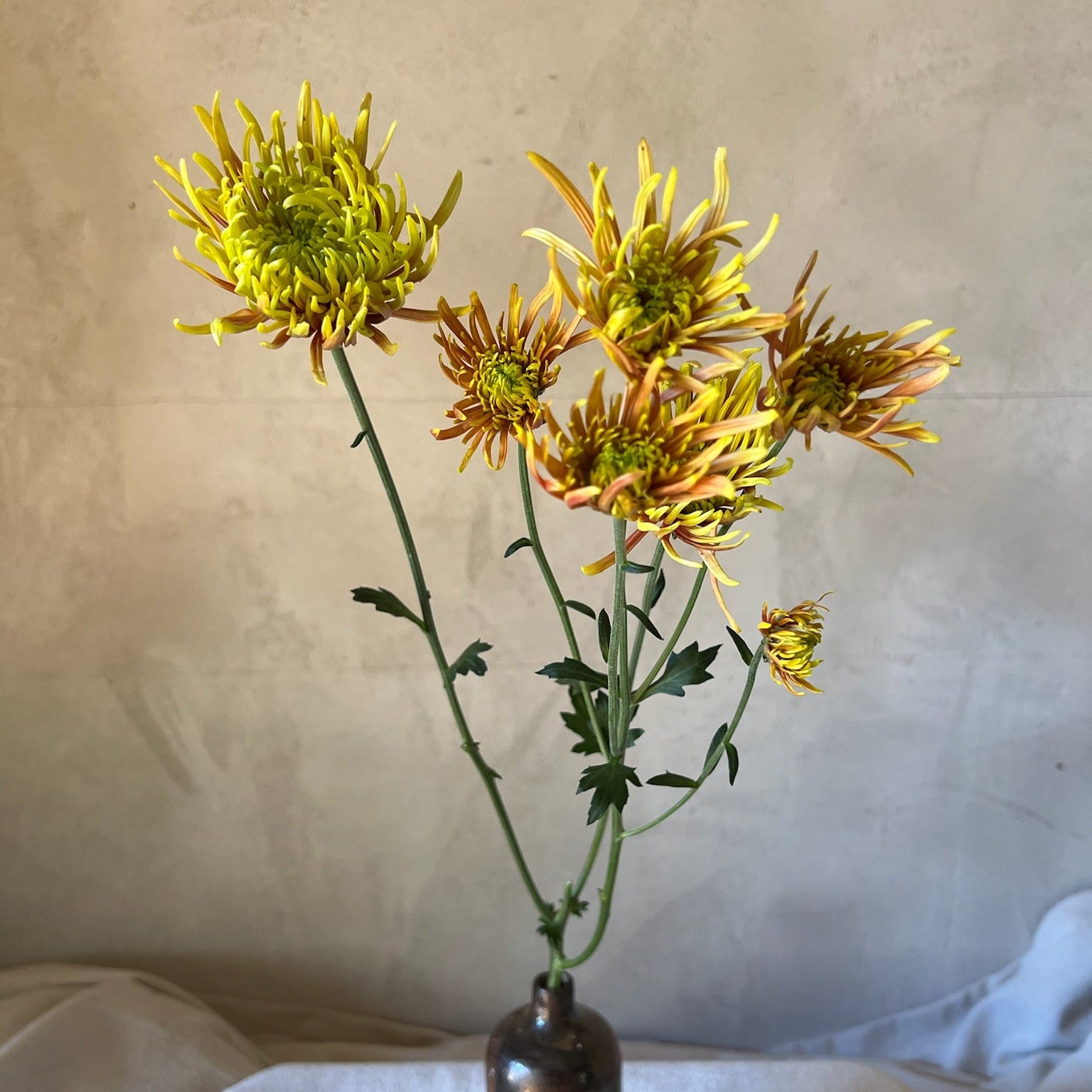 Fresh Cut Flowers Shipped || Heirloom Mums 'Saffina'