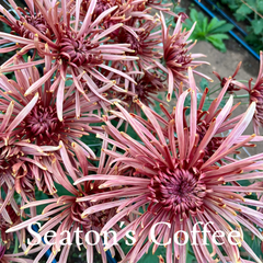 Heirloom Mum cuttings || Ships Week of May 6th
