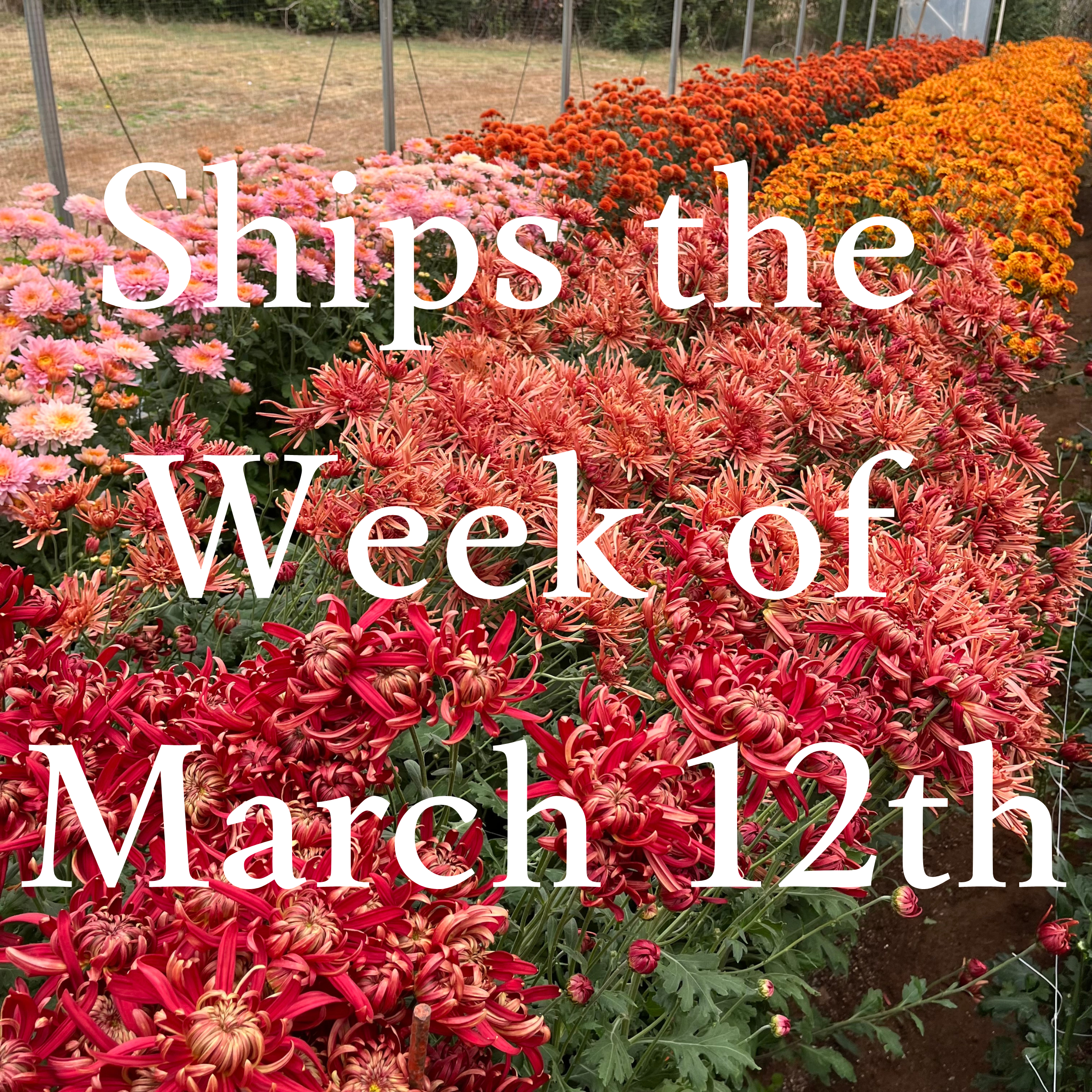 Heirloom Mum cuttings || Ships Week of March 12th