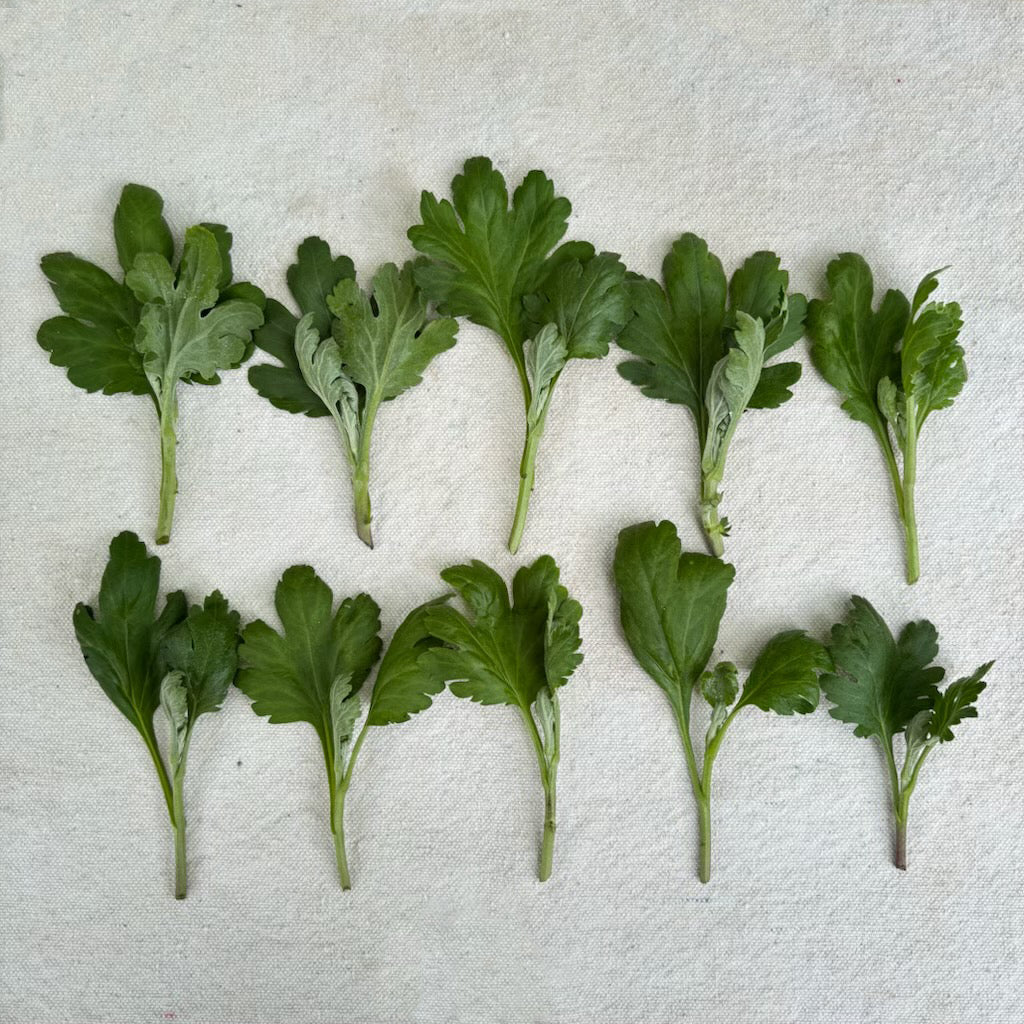 Unrooted Chrysanthemum Cuttings || Ready to Ship!