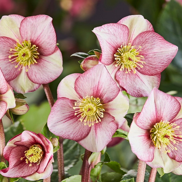 Shipped Plants || Ice N' Roses Hellebore 'Carlotta' - 4 plants