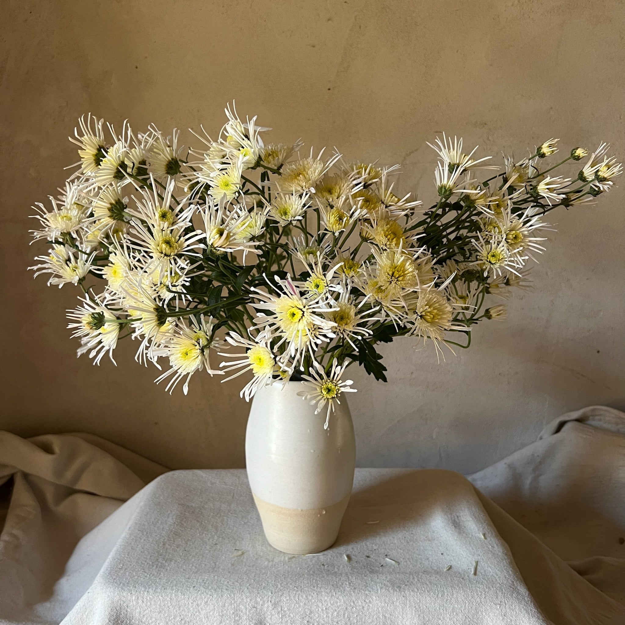 Heirloom Chrysanthemum 'Vesuvio'