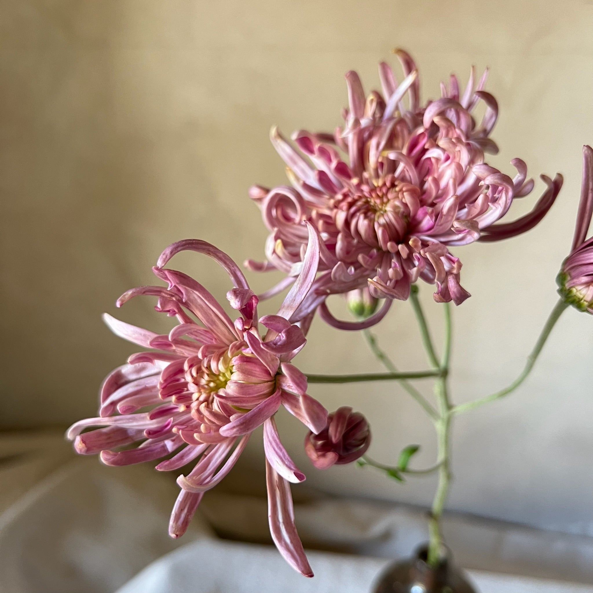 Heirloom Chrysanthemum 'Vienna Waltz'