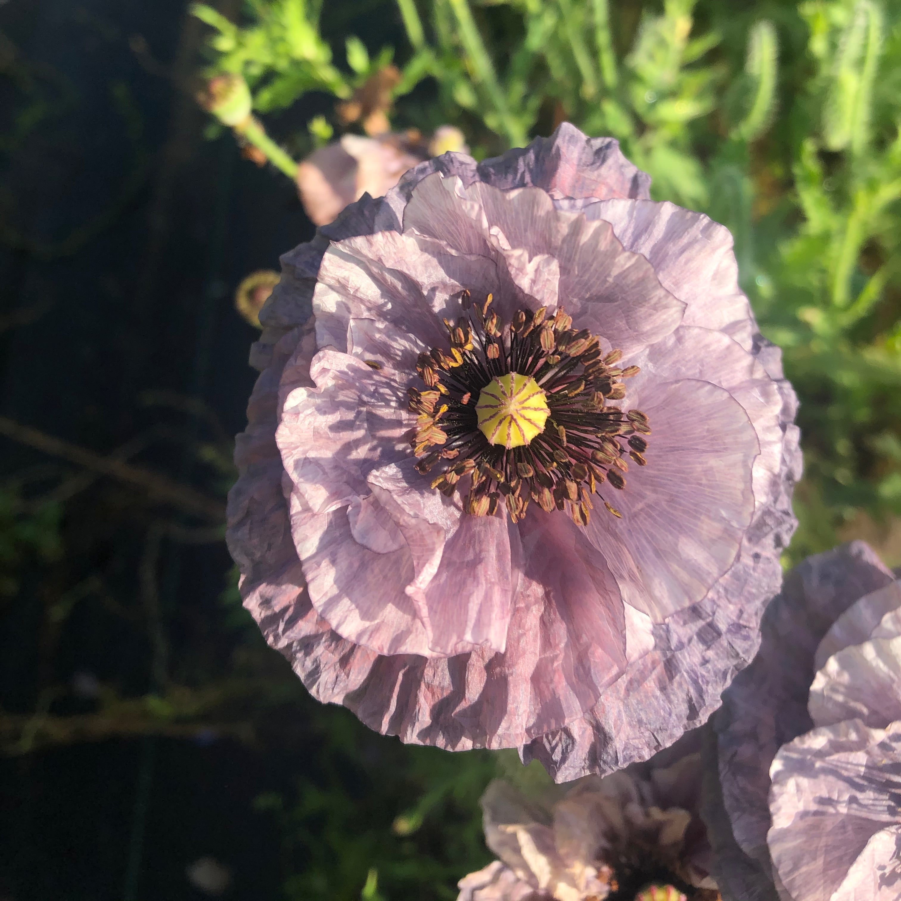 Poppy 'Amazing Grey' Seeds
