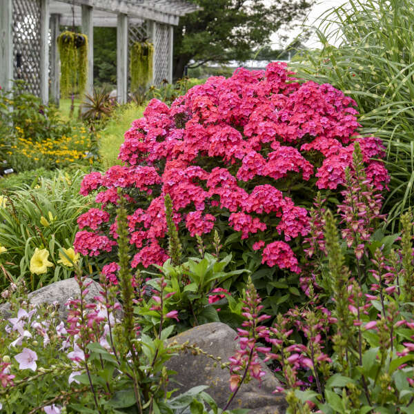 Phlox ‘Glamour Girl’