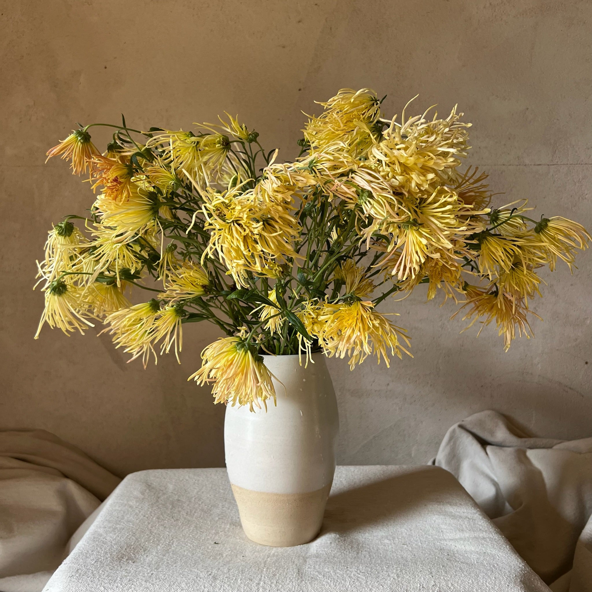 A bouquet of Bess Witt heirloom mums in a white vase. Long lasting cut flowers. Good for container gardening.