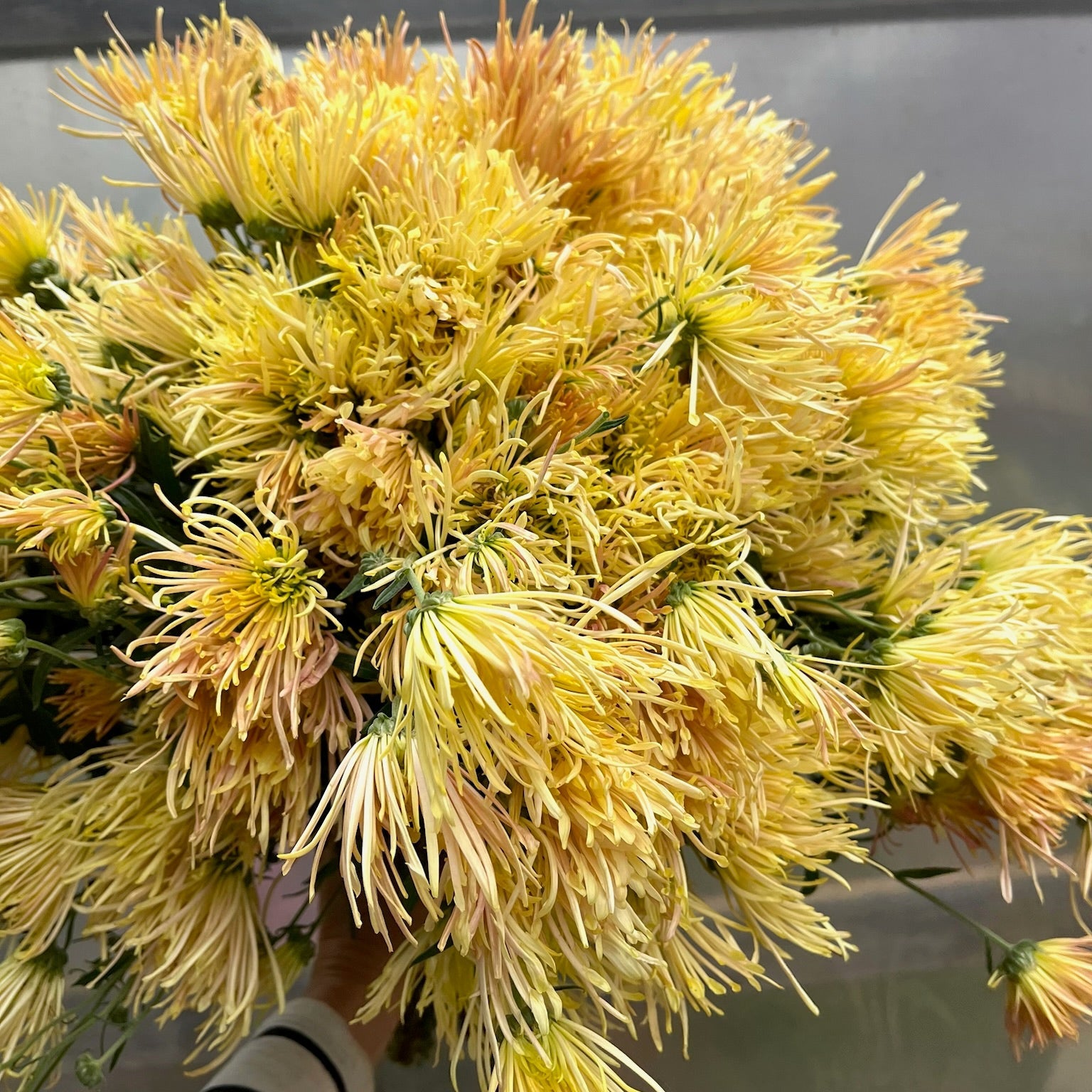 Yellow heirloom chrysanthemum. Good for container gardening.