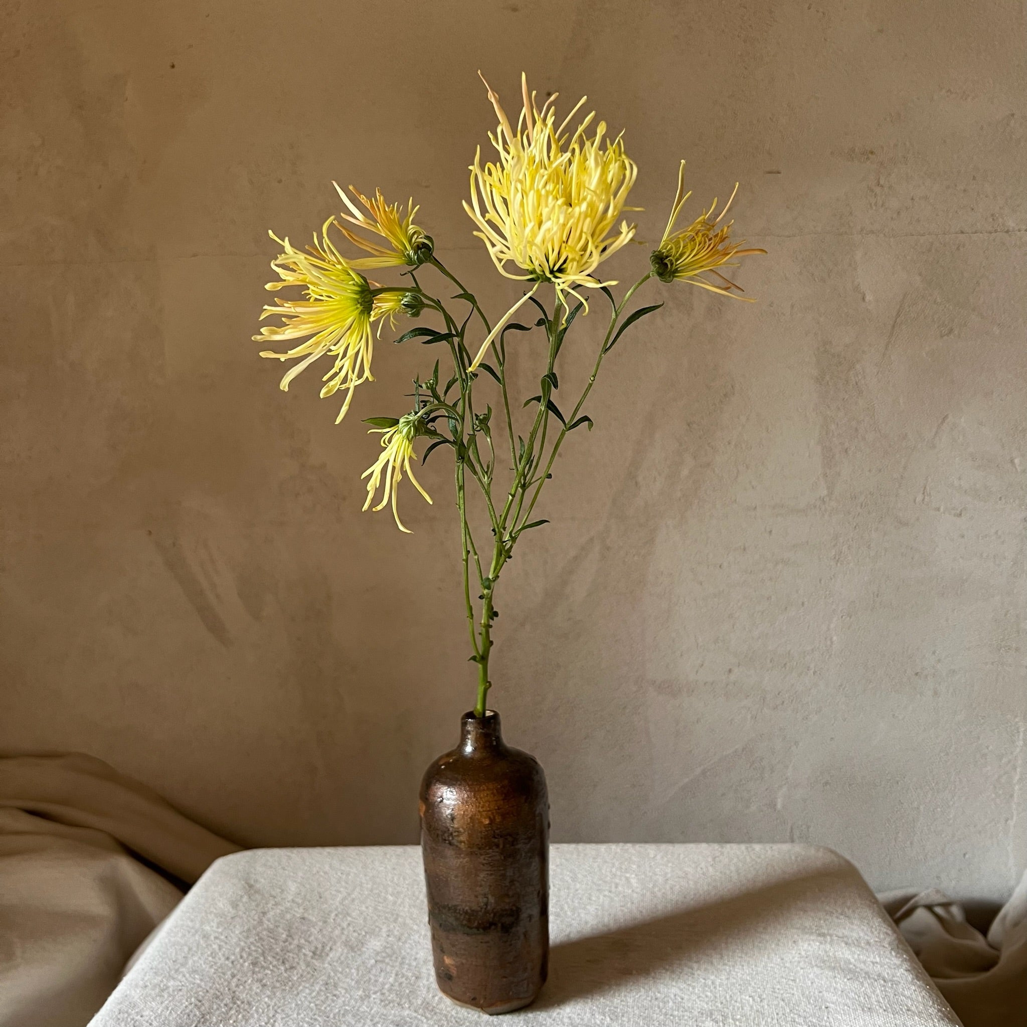 A single stem of Bess Witt heirloom mums. Multiple blooms per stem. Long lasting cut flowers.