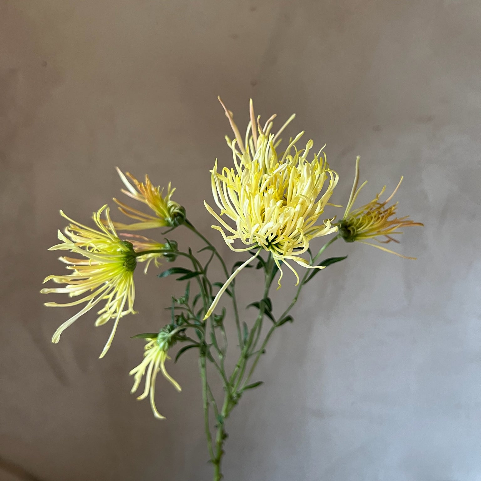 A single stem of Bess Witt heirloom Mum. Spider bloom variety.