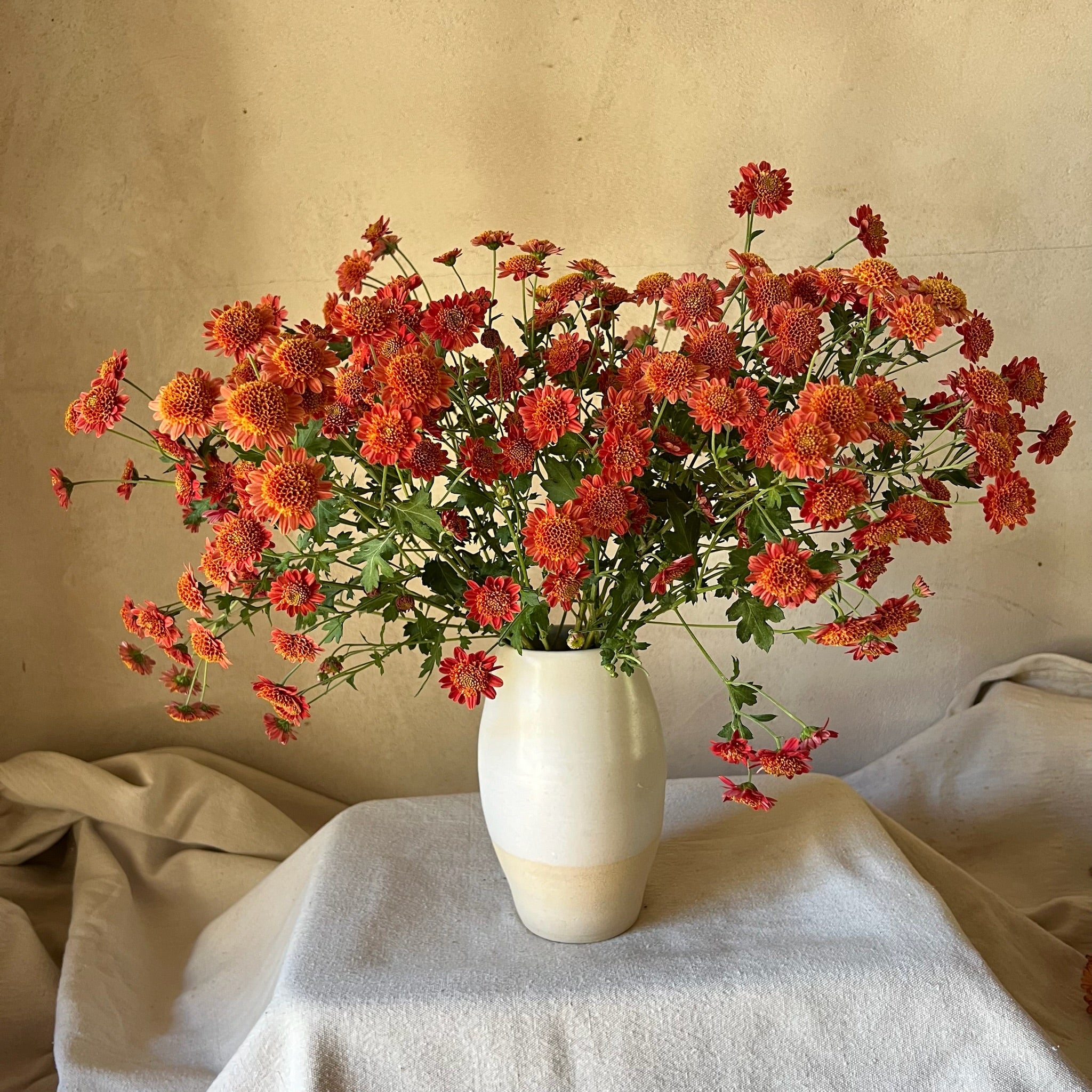 A bouquet of Bronze Fleece heirloom mums in a vase.