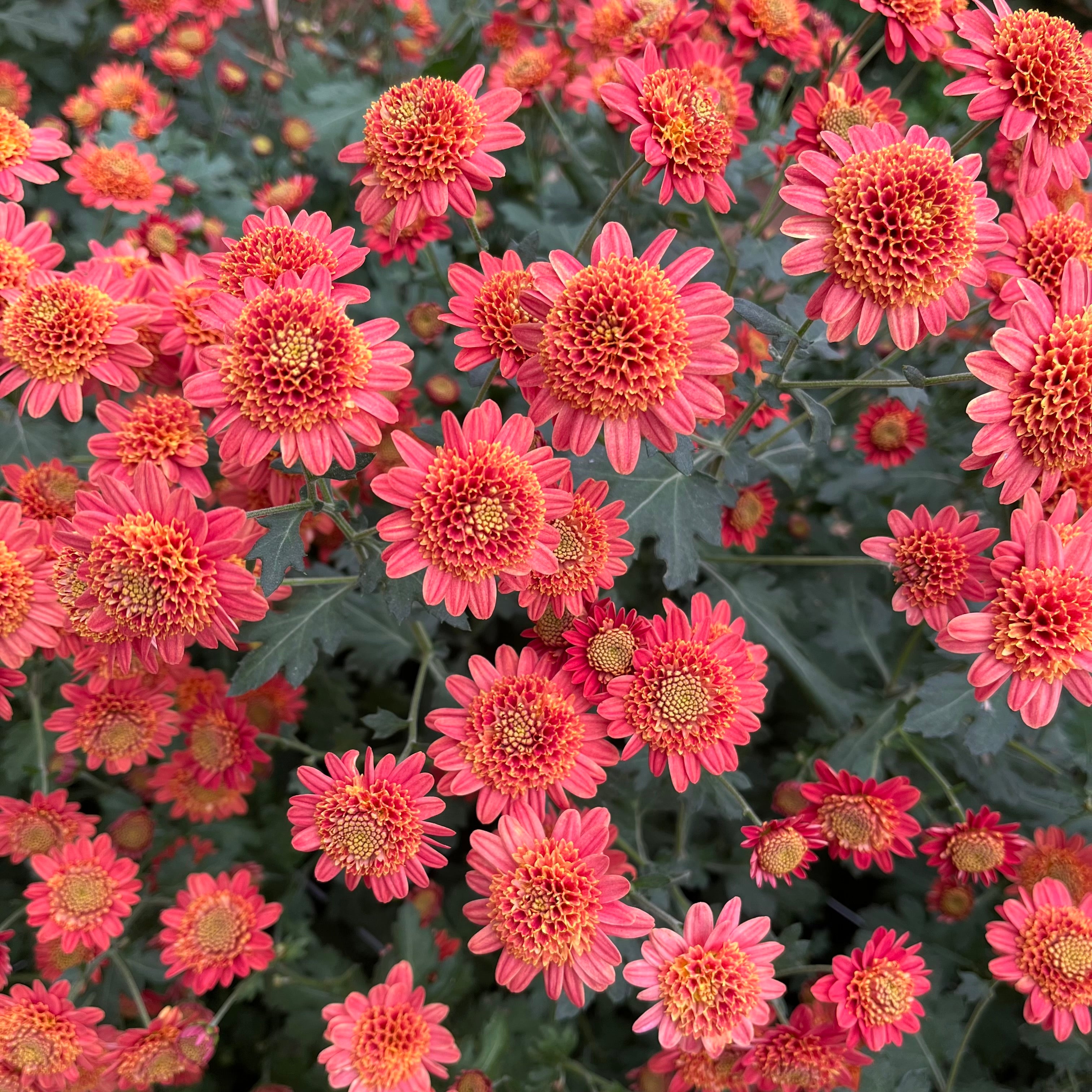 Close up of Bronze Fleece heirloom mum. Good for container gardening. Early fall bloom.