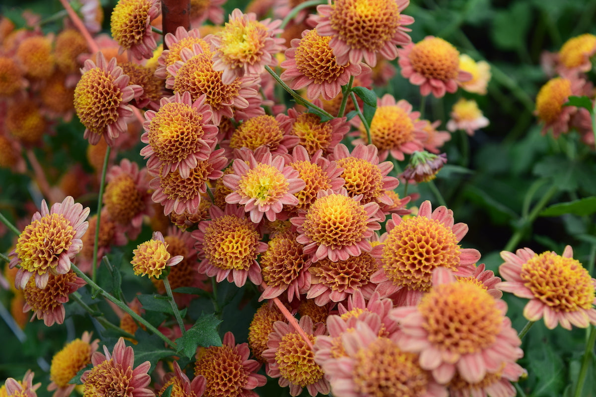 Close up of Bronze Fleece heirloom chrysanthemum. Good for container garden.
