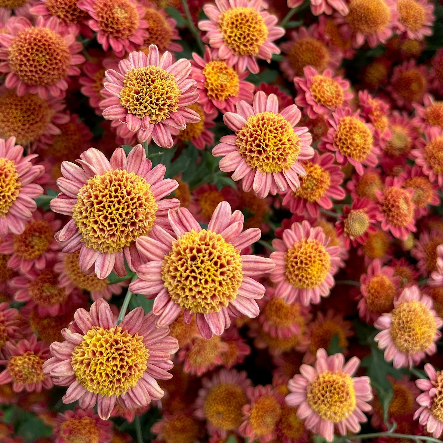 Close up of Bronze Fleece mum. Anemone style bloom. Good for container gardening.