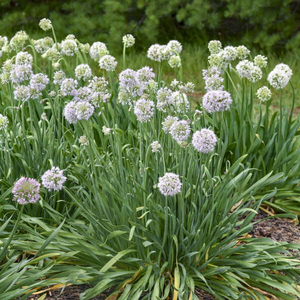 Ornamental Onion 'Bobblehead'