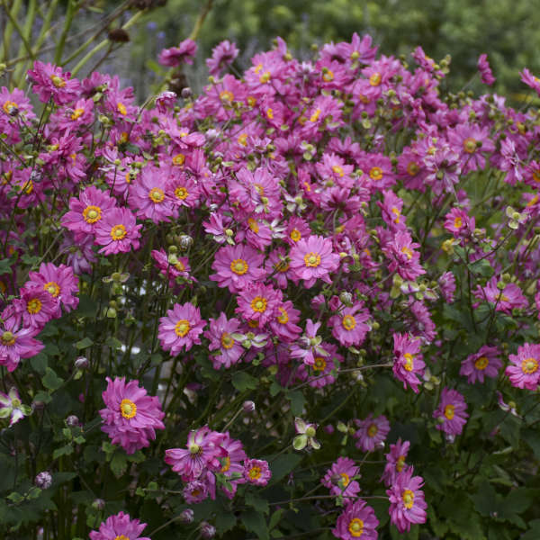 Japanese Anemone 'Fall In Love Sweetly'