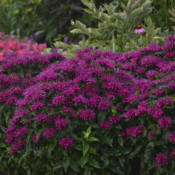 Monarda 'Grape Gumball'