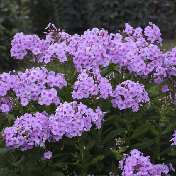 Phlox ‘Uptown Girl'