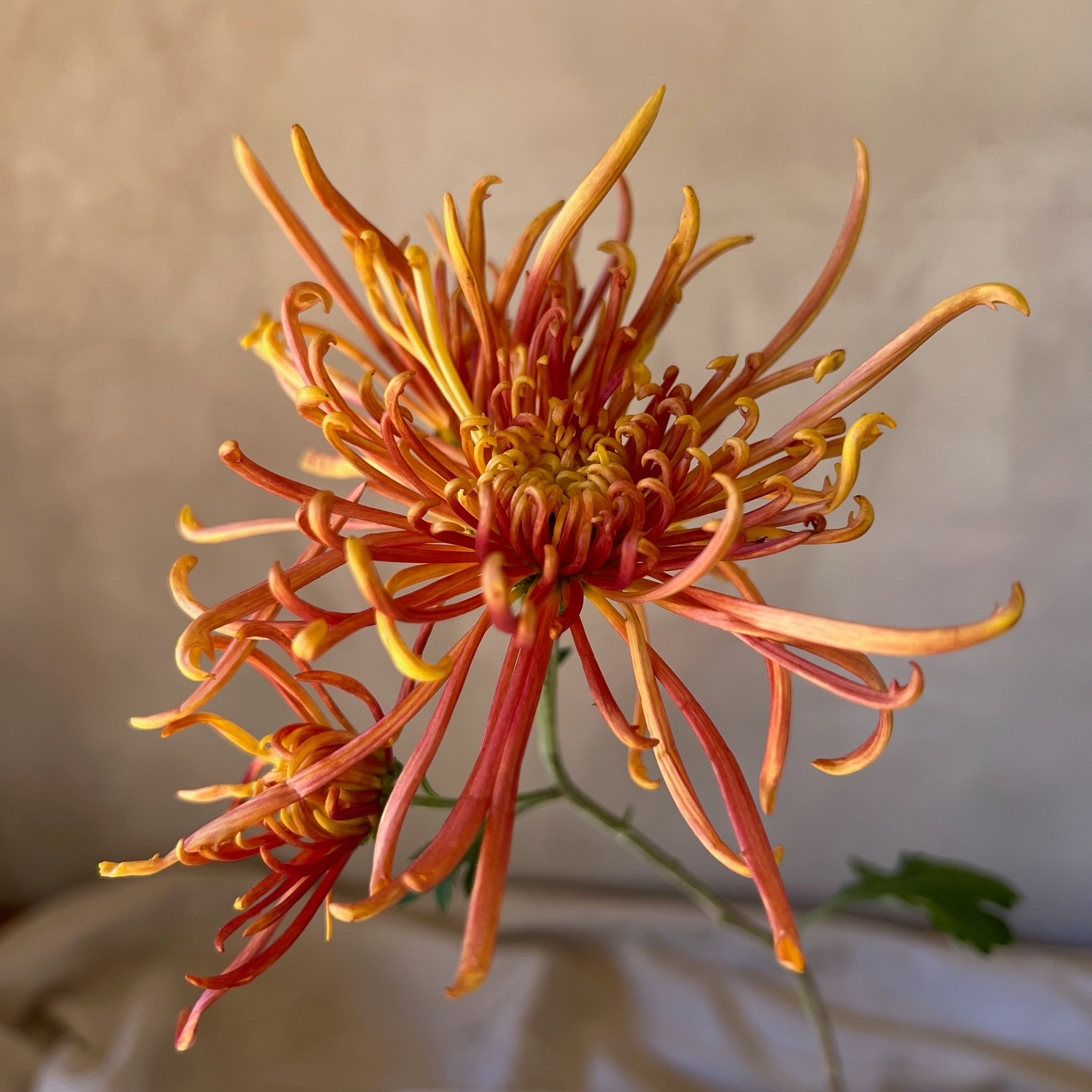 Close-up of Coral Reef mum after cold temperatures. Late Blooming variety.