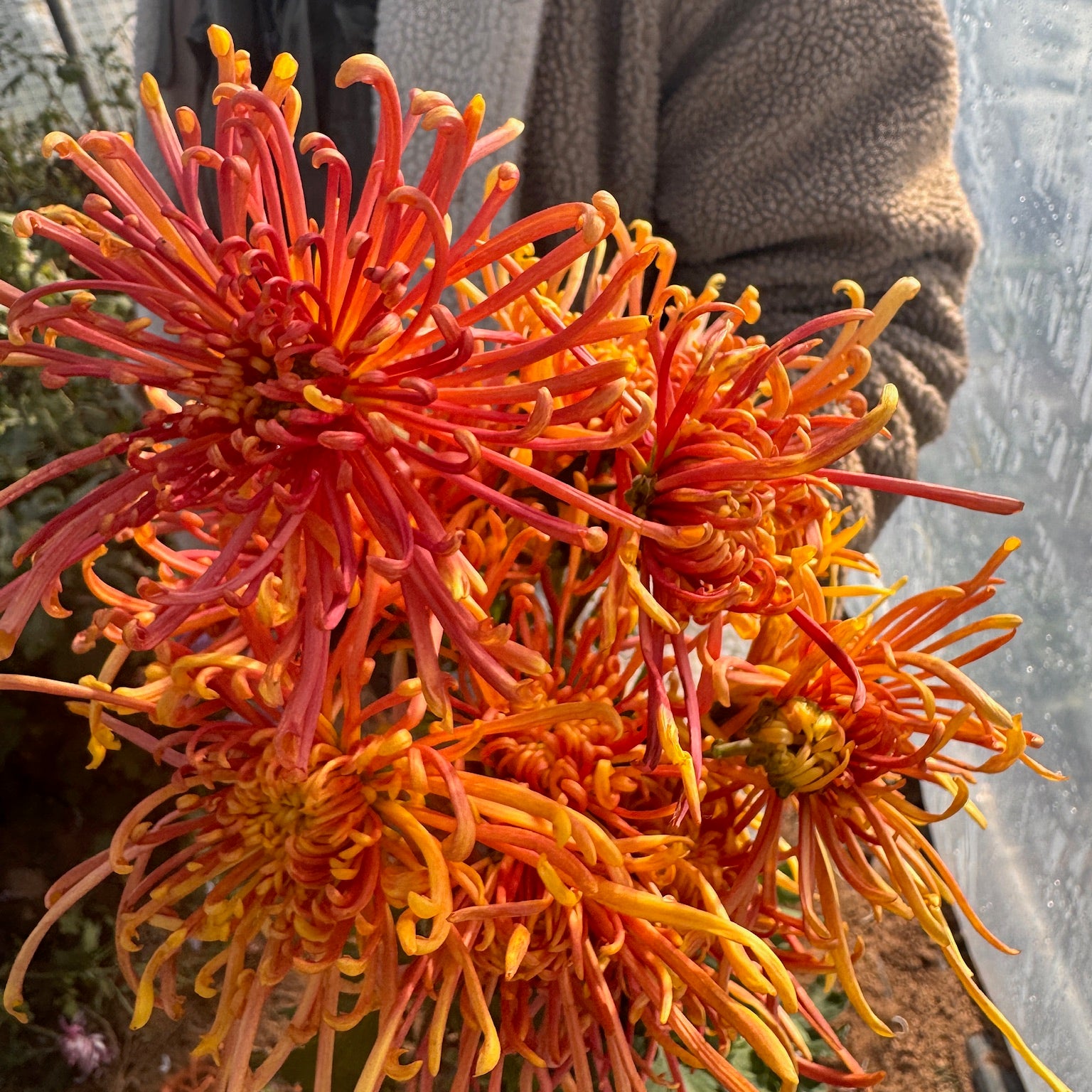 Vibrant orange Coral Reef Mum. Late blooming heirloom chrysanthemum.