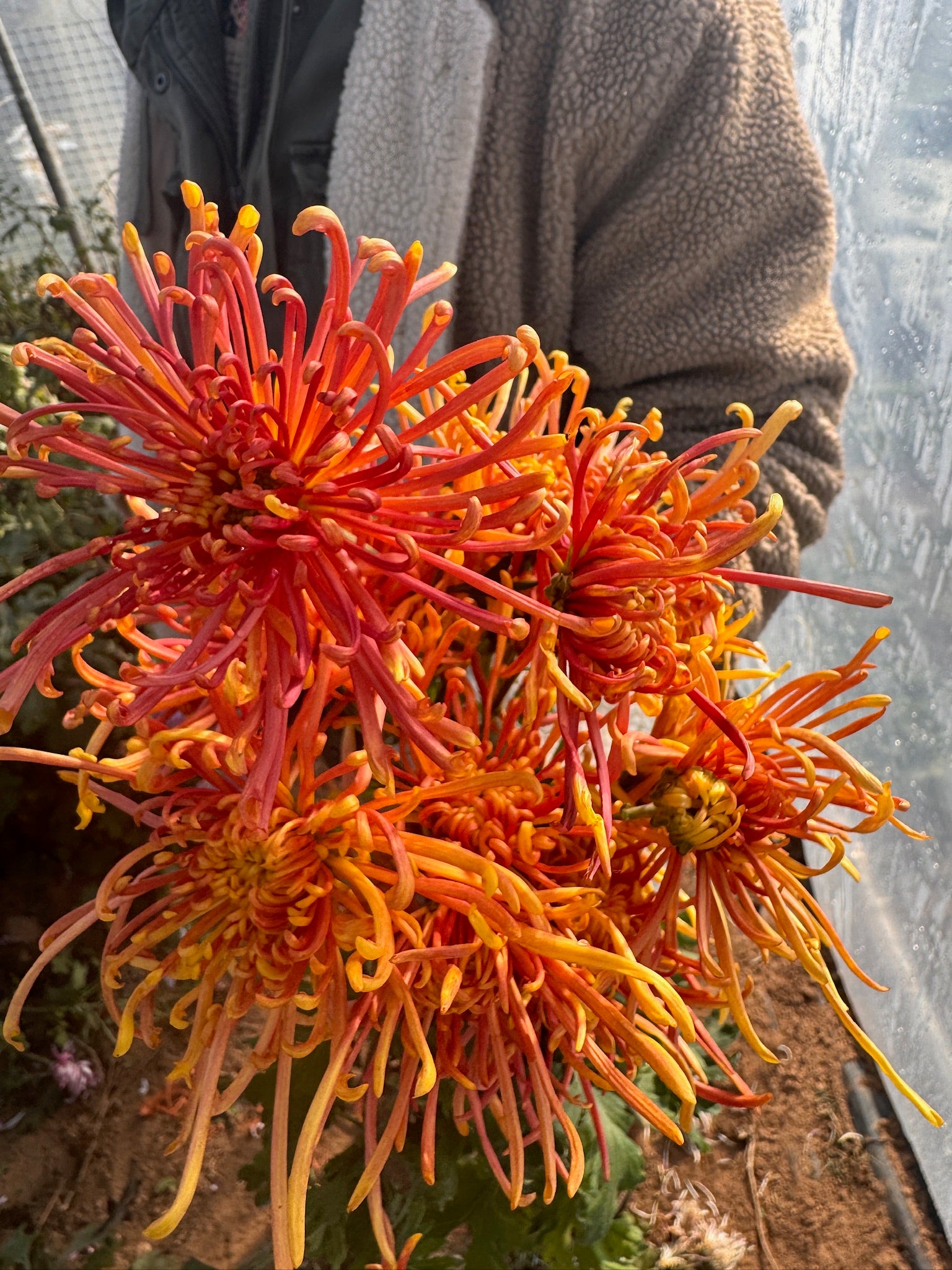 Vibrant orange Coral Reef Mum. Late blooming heirloom chrysanthemum.