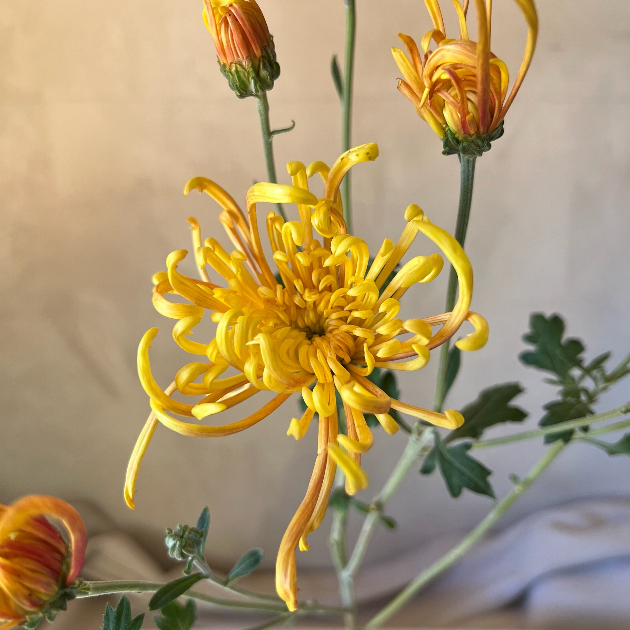Close-up of Coral Reef heirloom chrysanthemum.