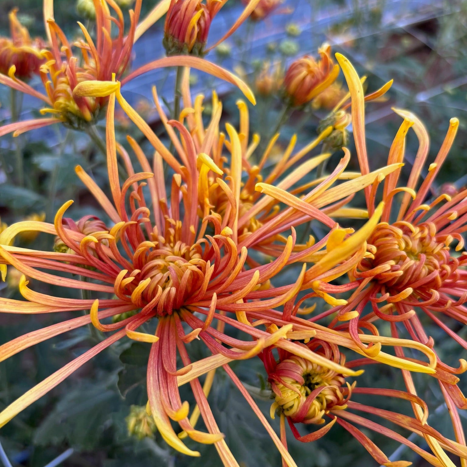 Close-up of Coral Reef heirloom chrysanthemum. Late blooming variety.
