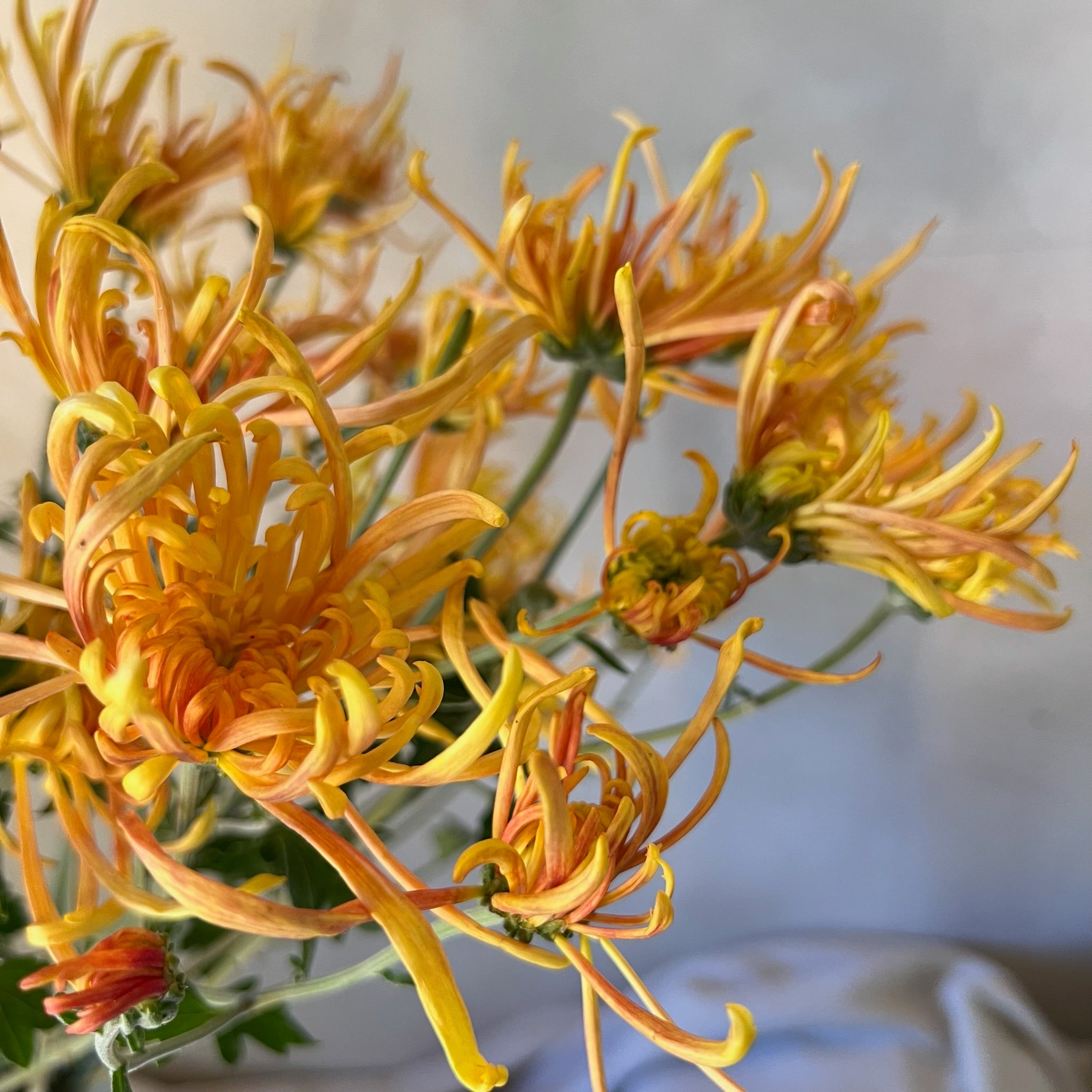 A close up of Coral Reef heirloom mums. Long lasting cut flowers. Spider style bloom. 