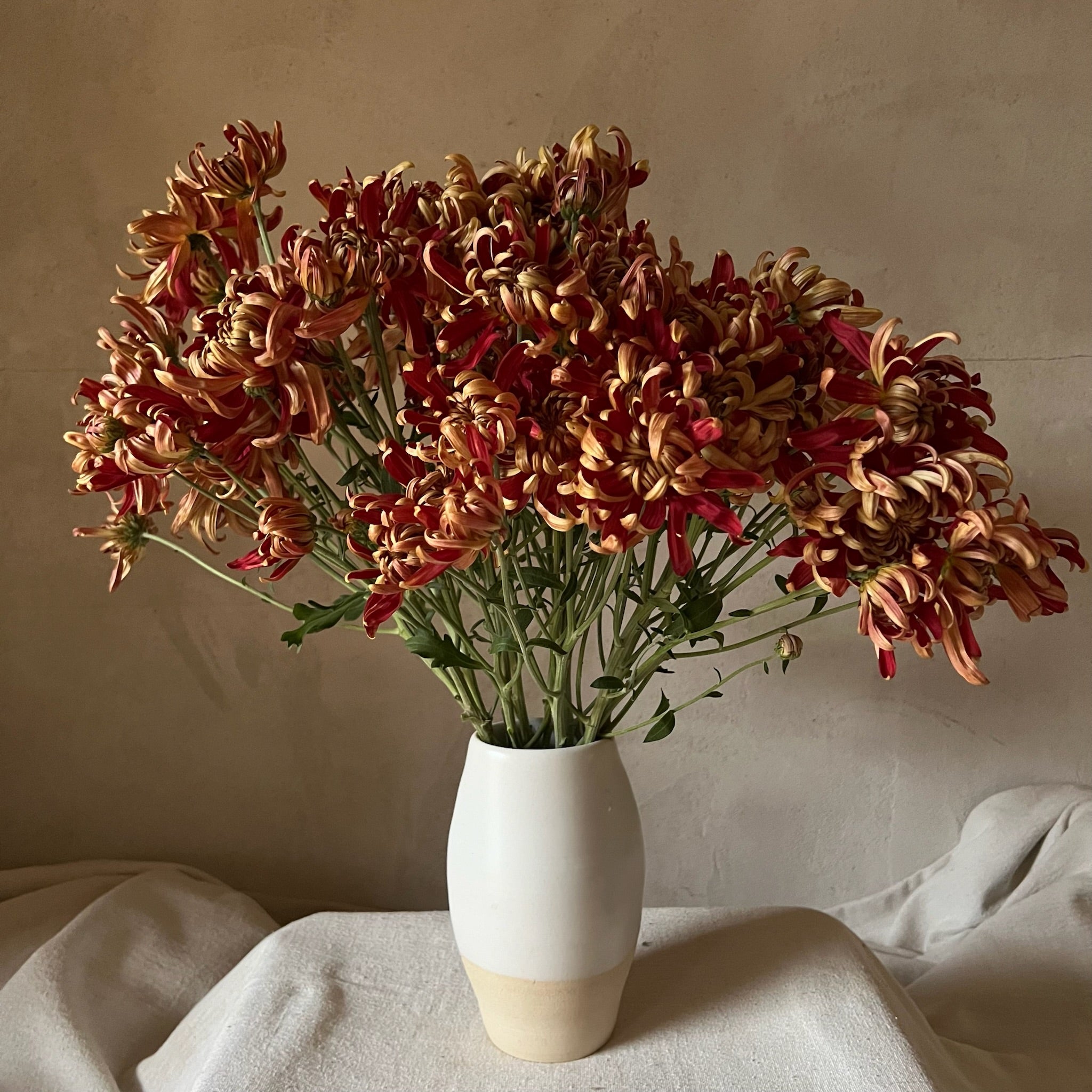 A bouquet of Crimson Tide heirloom chrysanthemums. Long lasting cut flowers. Long vase life.